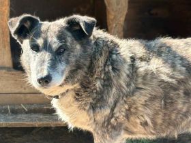 Für Karlchen muss das Glück einen zweiten Anlauf nehmen!