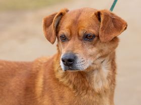 Buda, liebt es gemütlich