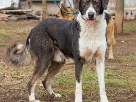 Tyson, kommt aus traurigen Verhältnissen und möchte das ändern