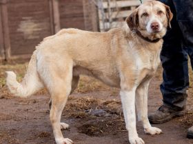 Chanel, wunderschöne Hündin musste einiges Leid ertragen