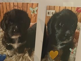 Labradormischlinge suchen liebes zu Hause