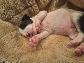 Jack Russel/Dackel Mix