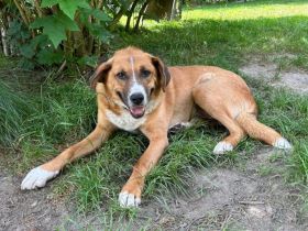 Stian ist ein sanfter & liebevoller Hund im wunderschönen Fell