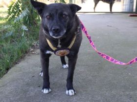 ruhige Vesta sucht liebevolles Zuhause