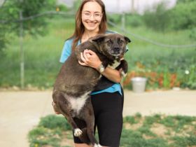 ruhige Vesta sucht liebevolles Zuhause