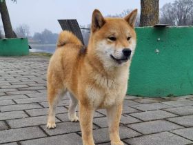 Shiba inu