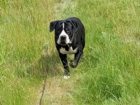 Canon corso mischling