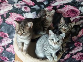 Bkh Kitten Abgabebereit