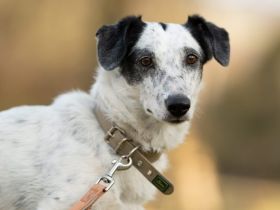 kleine Hundedame Spotty sucht ihr Für-Immer-Zuhause