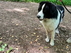 Ciobănesc Românesc Carpatin