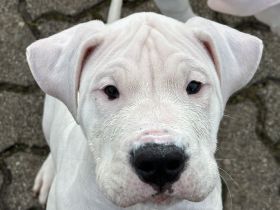 Dogo Argentino Welpen