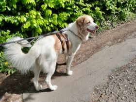 Isamu, der flauschige Rüde, sucht ein gemütliches Zuhause.