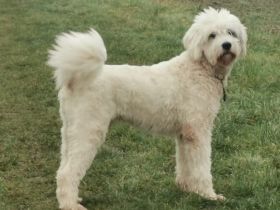 Wuschel Akai sucht ein aktives Zuhause