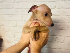 Italienisches Windspiel