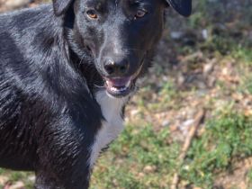 FENJA - auf der Suche nach einem Zuhause