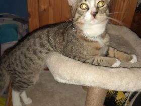 Hauskatze (Kater )7 Monate alt