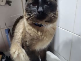 Deckkater Beny Siamkatze