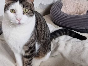 Samir wünscht sich ein Zuhause für sich und Freundin Sopresa