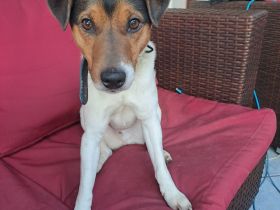 Parson Russel Terrier