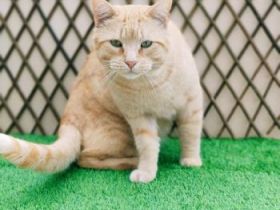 Naranjo, FIV positiv