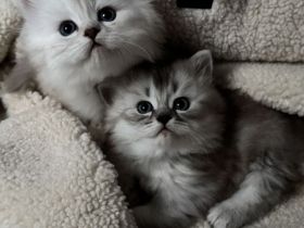 Unsere wunderschönen BLH Kitten suchen Ihr Für-immer-Zuhause!