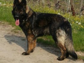 DDR Altdeutsche Schäferhundwelpen mit Papieren