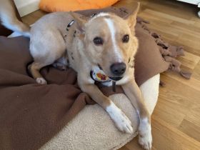 Traumhund Justus wartet auf seine Herzensmenschen!