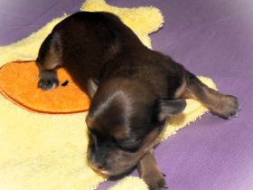 7 Zwerge, Havanesen vom Elzbachtal mit Ahnentafel