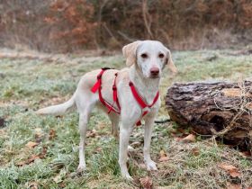 Anhängliche PEPPA sucht im zweiten Anlauf ihr Glück