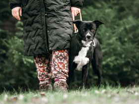 TIMO sucht sein passendes konsequentes Zuhause im ländlichen Bereich