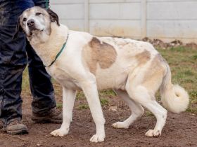 Atkar, großer Riese sucht seinen Anhang