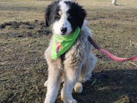 Ein Platz zum Heilen gesucht für Remus