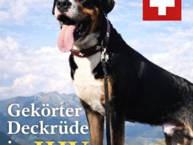 Großer Schweizer Sennenhund Deckrüde EGON "von den Berliner Zughunden"