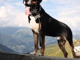 Großer Schweizer Sennenhund Deckrüde EGON "von den Berliner Zughunden"