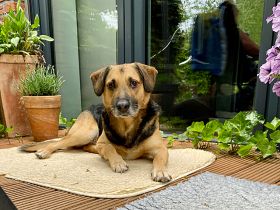 MINO sucht sein geduldiges und aufmerksames Zuhause