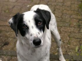 Sensibler SABELE sucht sein geduldiges und einfühlsames Zuhause