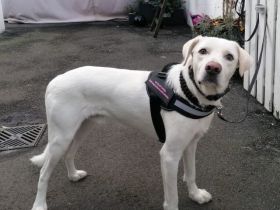 FEDRO sucht sein geeignetes, hundeerfahrenes Zuhause