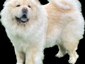 Chow Chow vom Tiergarten