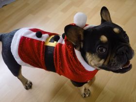 Französische Bulldogge