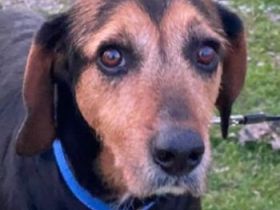 Antonakis, geb. ca. 02/2020, lebt in GRIECHENLAND, auf einer privaten Pflegestelle