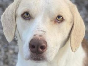 Lincoln, geb. ca. 01/2024, lebt in GRIECHENLAND, im städt. Tierheim Serres