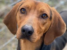 Ted, geb. ca. 01/2023, lebt in GRIECHENLAND, auf einer privaten Pflegestelle