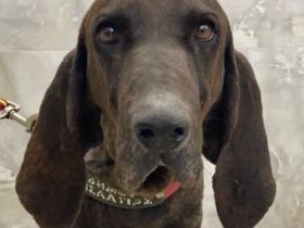 Lasko, geb. ca. 12/2022, lebt in GRIECHENLAND, auf einer privaten Pflegestelle