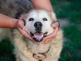 Chewbacca sucht seinen Altersruhesitz