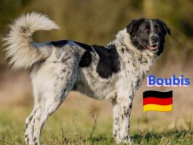 Boubis, 01/22 - Toller Begleiter für Erfahrene!