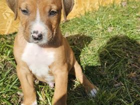 Cane Corso Mix Welpen/Babys 24.01.2025