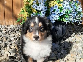 2 bildschöne, typvolle u.wesensfeste American-Collie-Welpen in trikolor