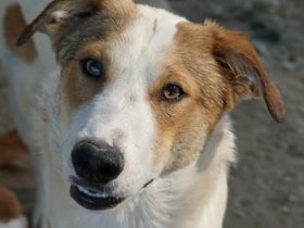 Chico, geb. ca. 10/2024, lebt in GRIECHENLAND, auf einer privaten Pflegestelle