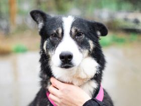 Unsere schüchterne Thali sucht einen warmes Körbchen bei geduldigen Menschen.