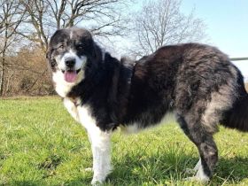 Traumhündin Gracia hofft auf ihre große Chance!